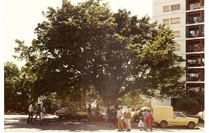 BB 012 CITE JEAN DE LA FONTAINE 1983 L ARBRE ET LA TOUR
